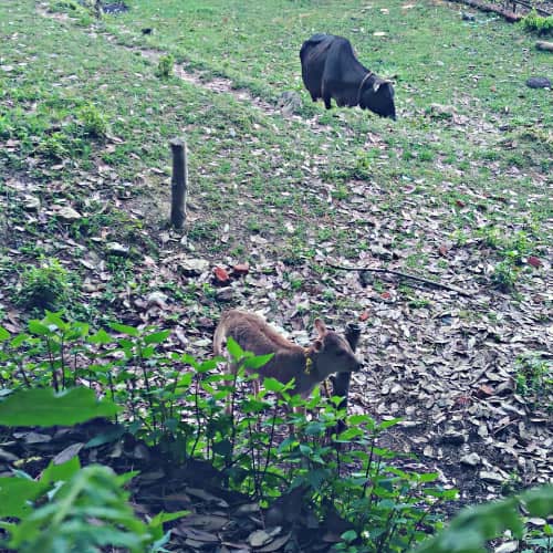 Muluk Homestay ,Uttarakhand