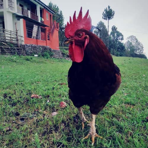 Muluk Homestay ,Uttarakhand