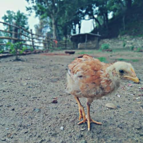 Muluk Homestay ,Uttarakhand